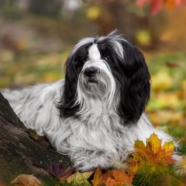 Tibetan Terrier resting in autumn forest