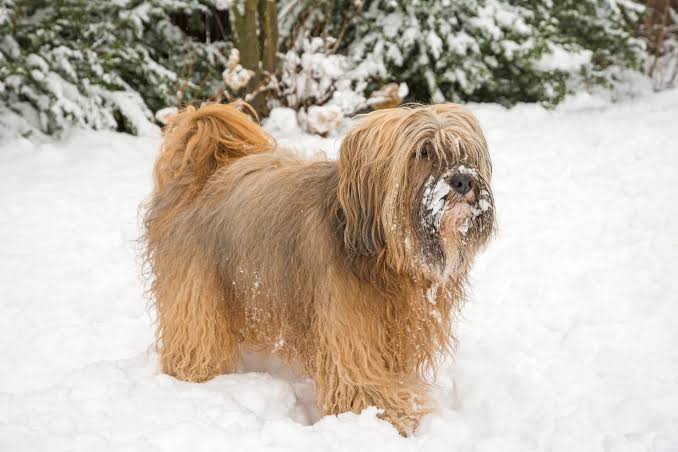 Tibetan Terrier in winter snow