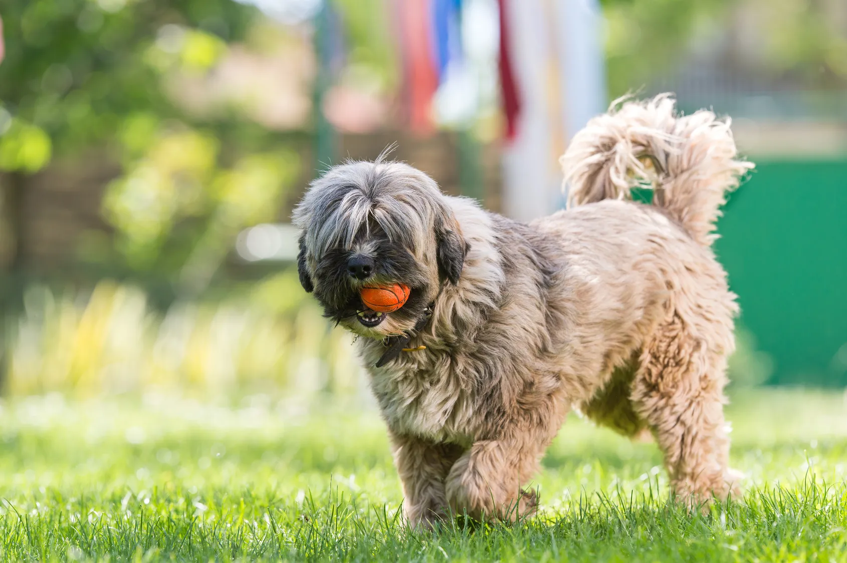 Tibetan Terrier playing with ball on grass