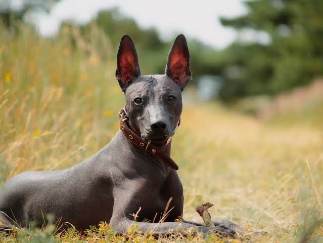 Xolo lying in field
