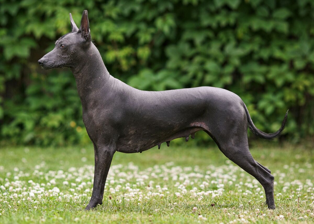 Xoloitzcuintli: The Ancient Hypoallergenic Mexican Hairless Dog