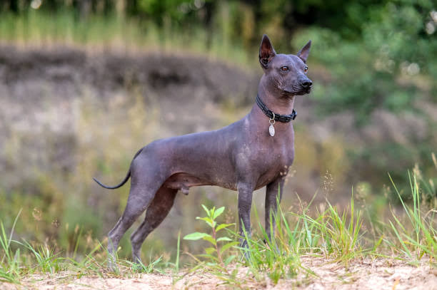 Xolo standing outdoors