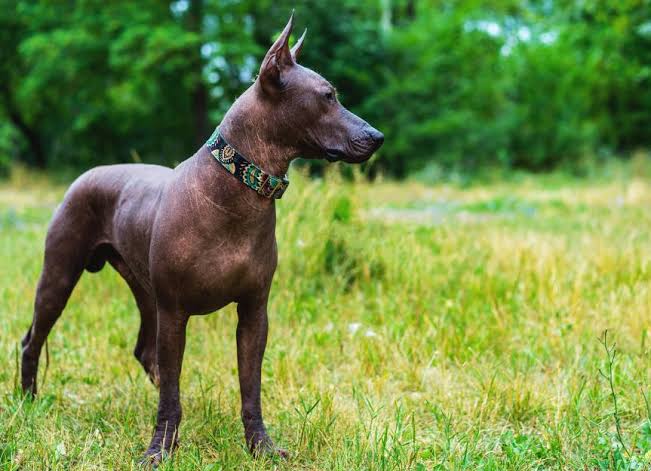 Xolo profile in field