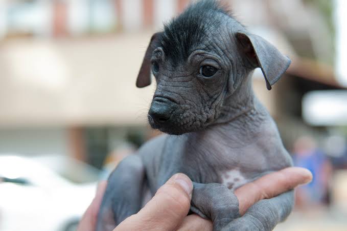 Xolo puppy in hands