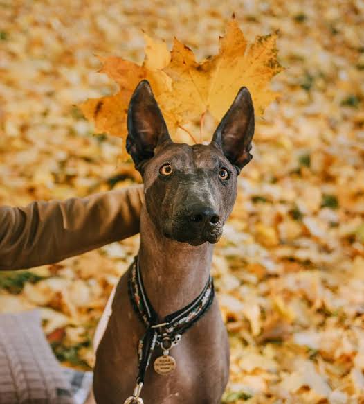 Xolo autumn portrait
