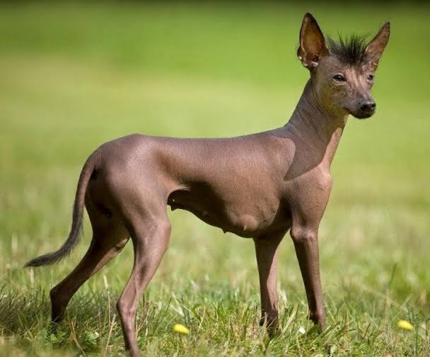 Female Xolo side view