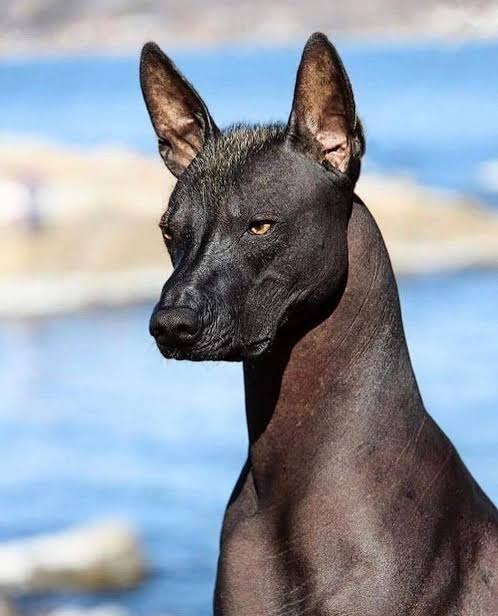 Xolo profile with water background