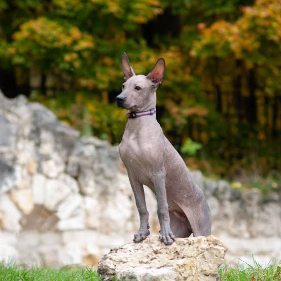 Xolo sitting on rock