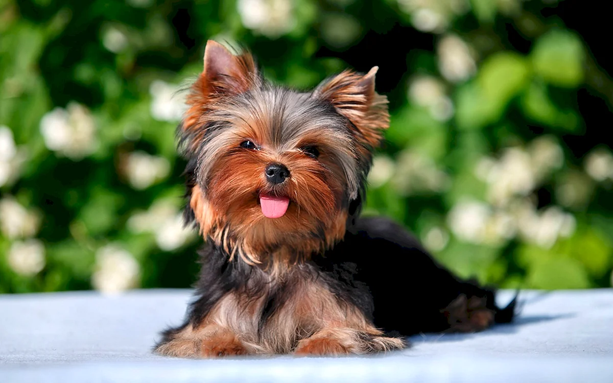 Yorkshire Terrier, hypoallergenic dog