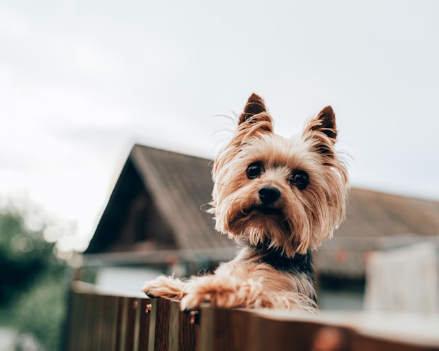 Yorkshire Terrier looking over fence