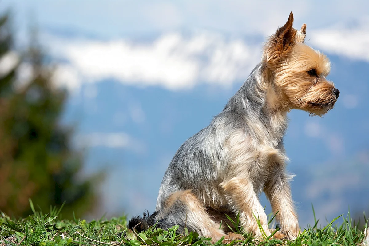 Yorkshire Terrier in mountains