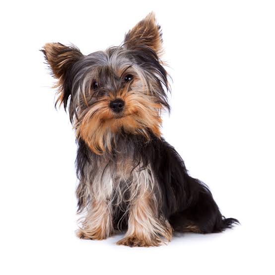 Yorkshire Terrier on white background