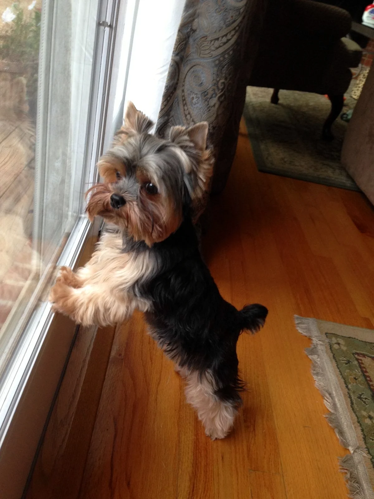 Yorkshire Terrier looking at window