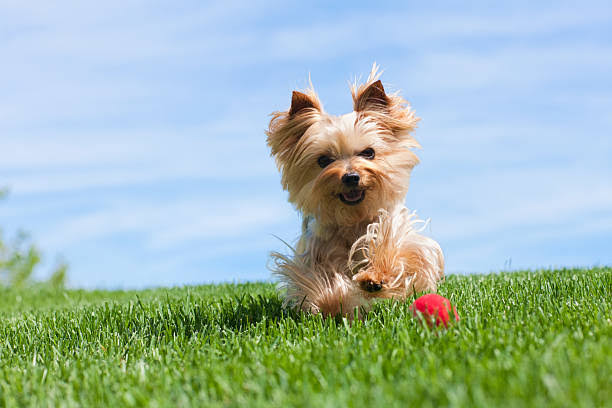 Yorkshire Terrier playing with ball