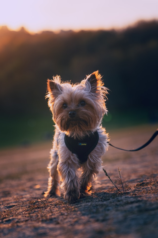 Yorkshire Terrier on leash