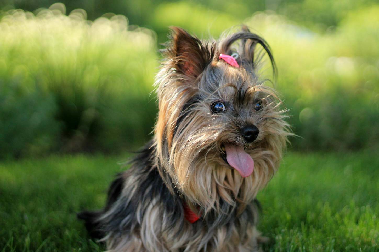 Yorkshire Terrier being groomed