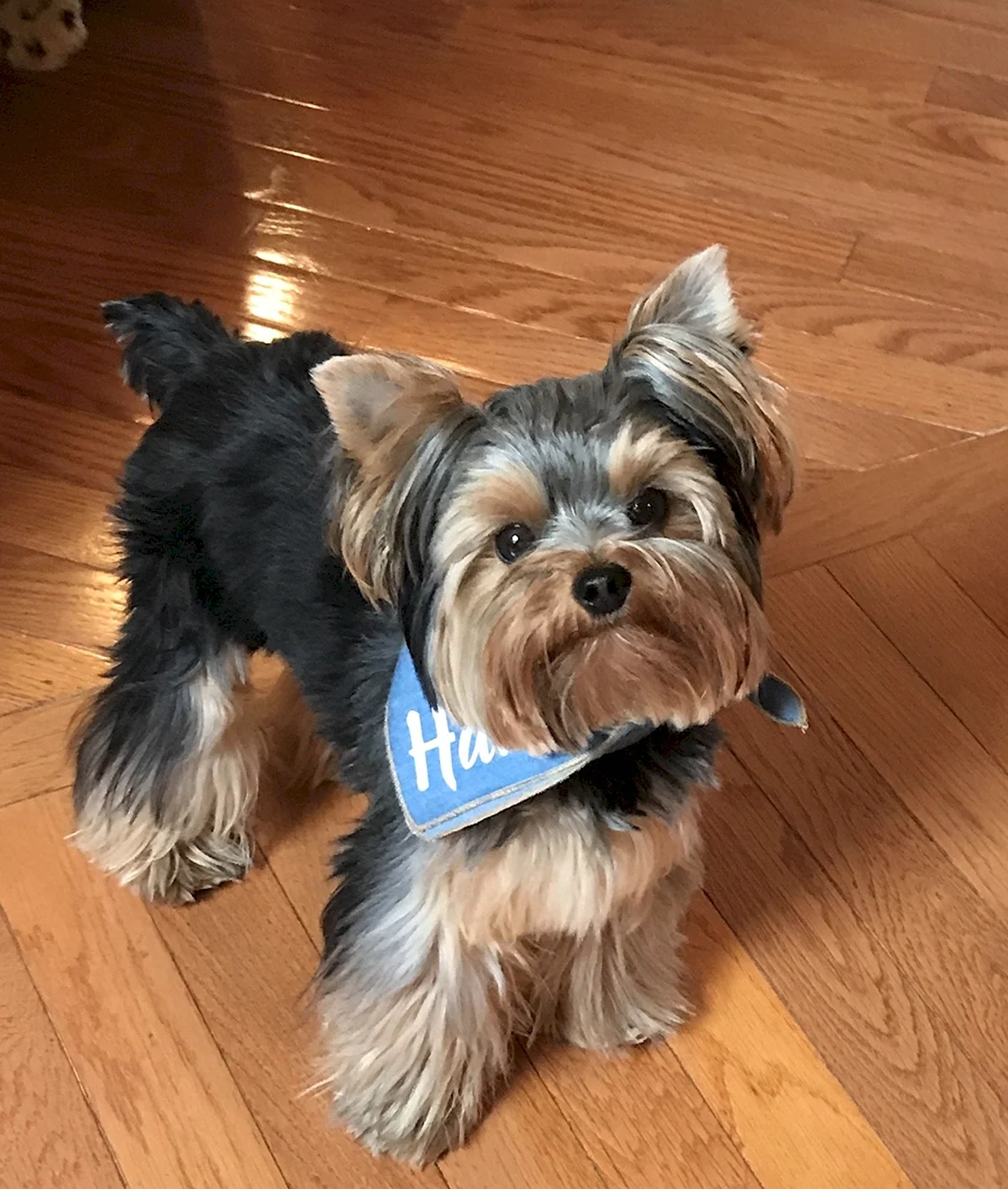 Yorkshire Terrier with bandana