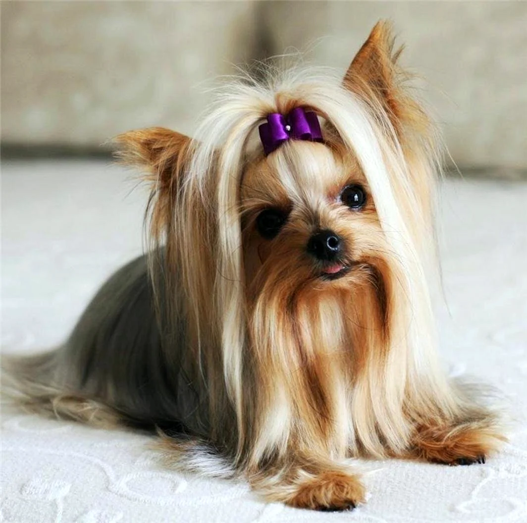 Are Yorkshire Terrier Hypoallergenic? Moderately