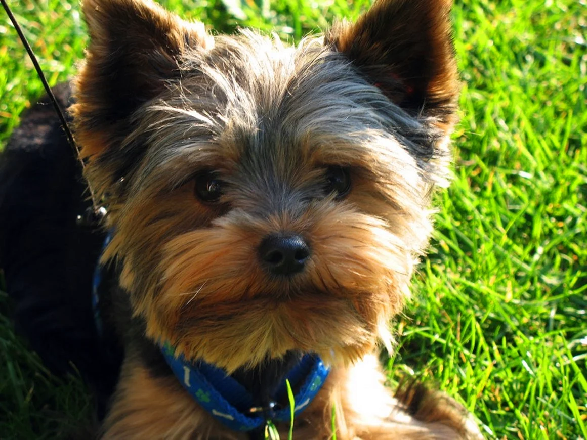Yorkshire Terrier puppy