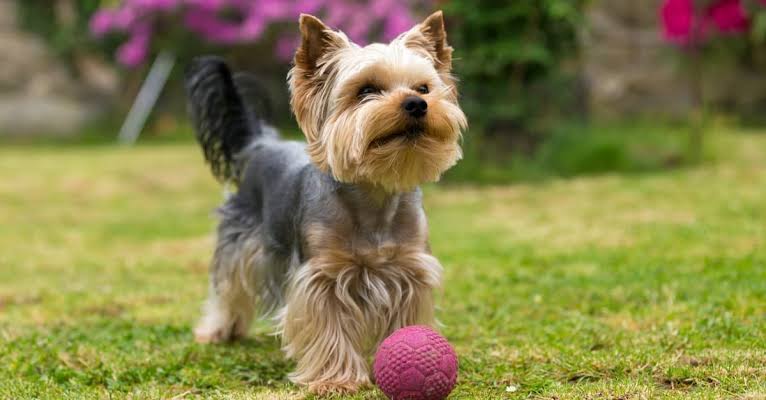 Yorkshire Terrier with toy