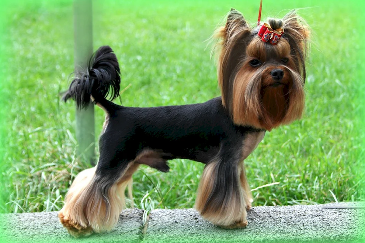 Show-groomed Yorkshire Terrier