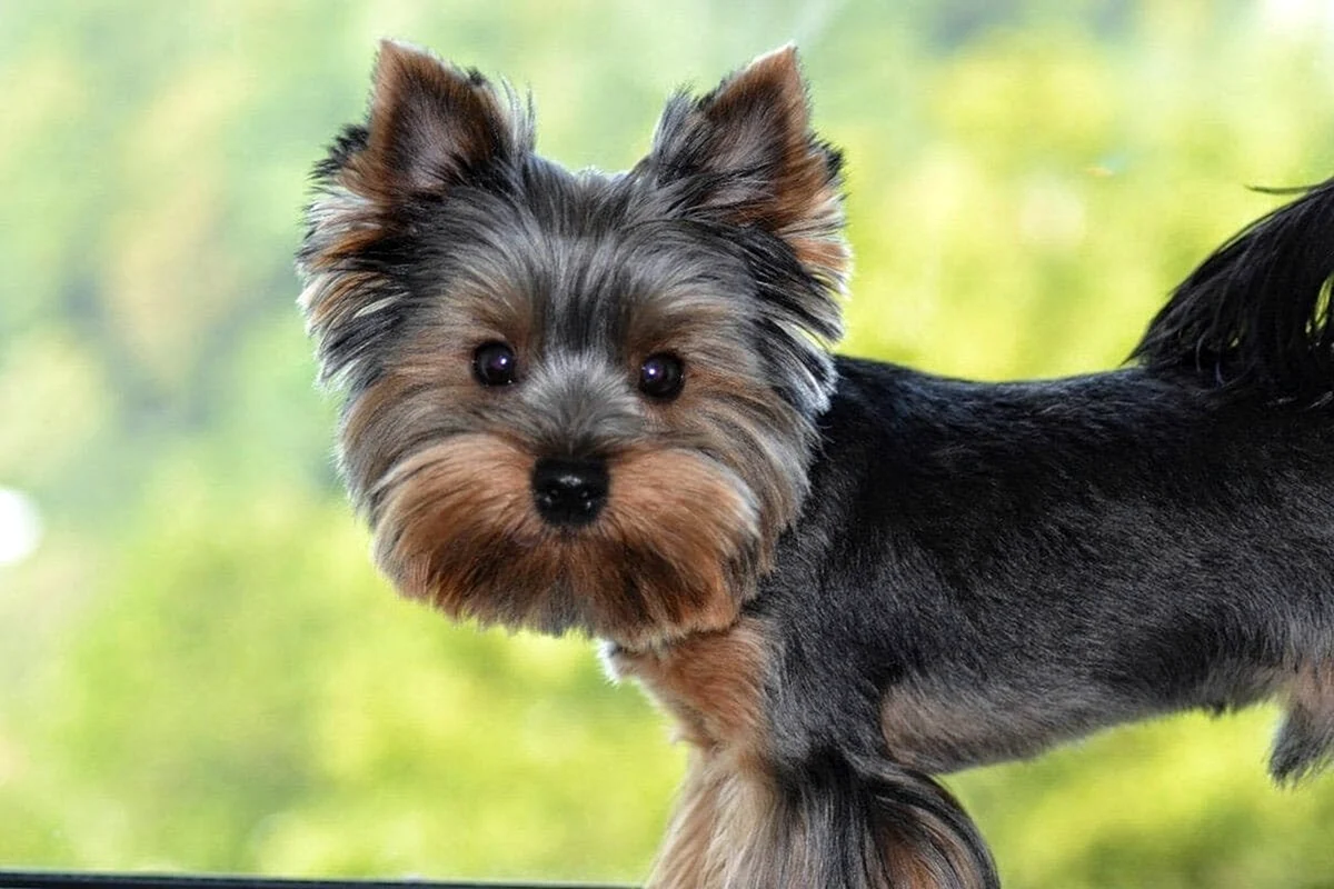 Yorkshire Terrier close-up