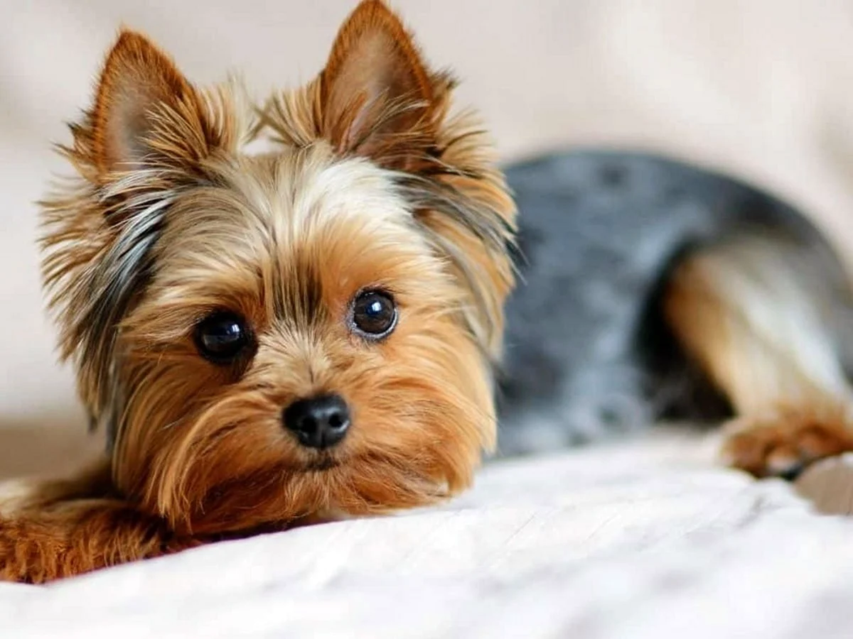 Yorkshire Terrier resting