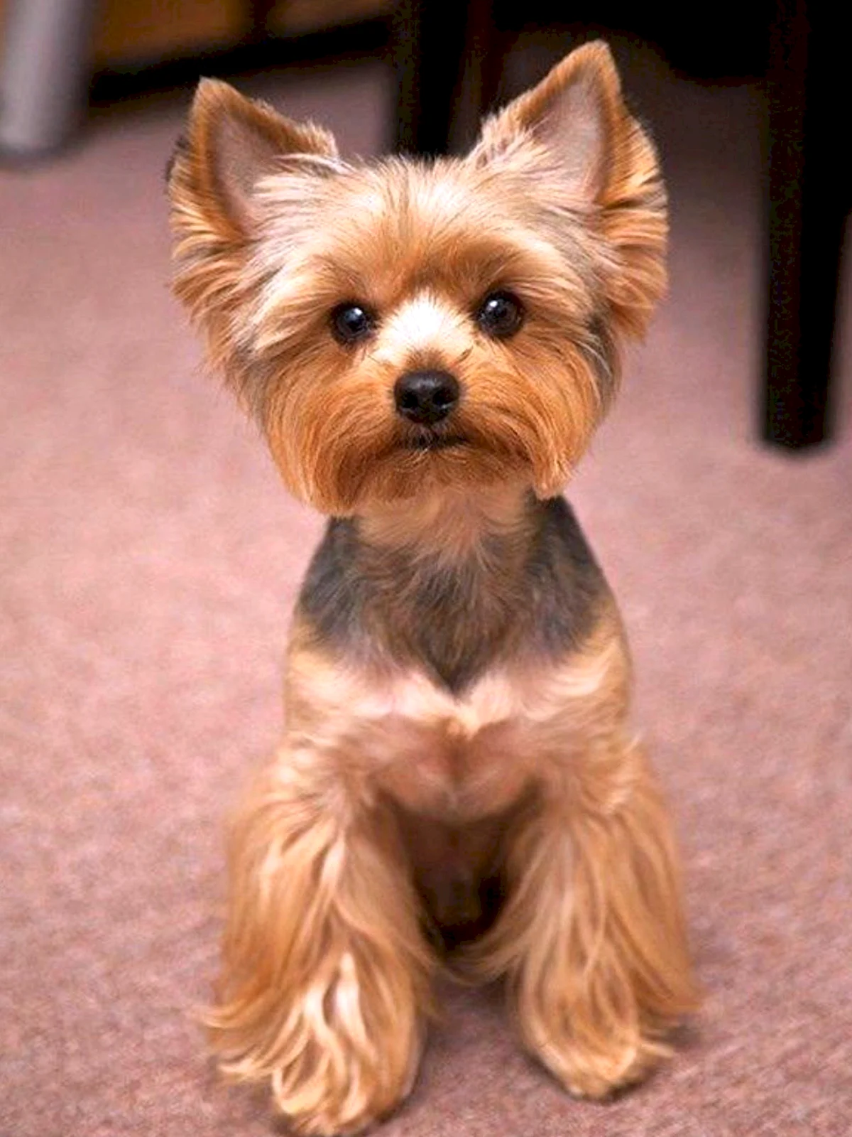 Yorkshire Terrier with puppy cut