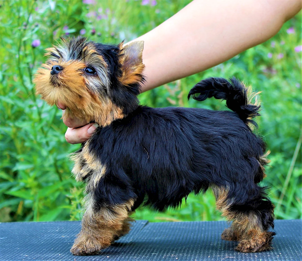 Yorkshire Terrier being petted